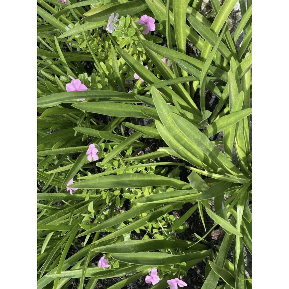 30 Bulbs NO Foliage BEACH SPIDER LILY BULBS (Hymenocallis Littoralis) POLLINATOR - Picture 3 of 6